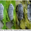 carch alceae pupa7 volg
